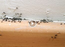 من النظافة للخبراء: كل ما تحتاج معرفته عن مكافحة النمل في المنزل