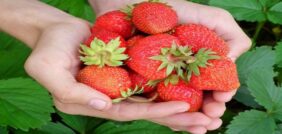 زراعة الفراولة في المنزل: دليل عملي لتحقيق الاكتفاء الذاتي