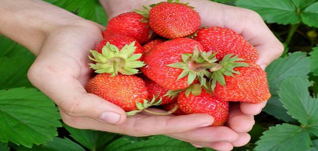 زراعة الفراولة في المنزل: دليل عملي لتحقيق الاكتفاء الذاتي