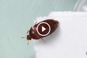 خبراء يكشفون: أسرار التخلص من السوس في المطبخ بشكل دائم