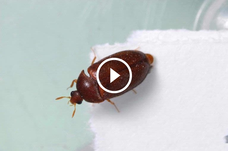 خبراء يكشفون: أسرار التخلص من السوس في المطبخ بشكل دائم