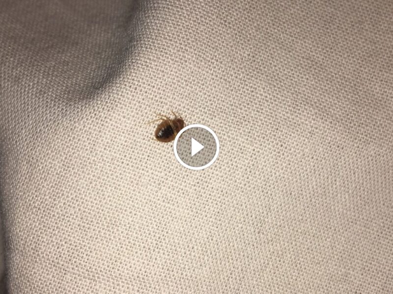 كل ما تحتاج معرفته عن مكافحة بق الفراش في المنازل