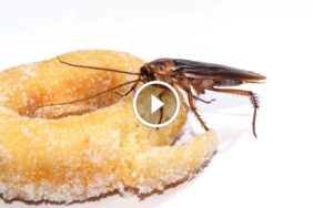 حلول مجربة لغزو الصراصير: أسرار مكافحة الصراصير الفعالة