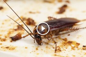 مكافحة الصراصير: حماية أسرتك من الأمراض والآفات المنزلية