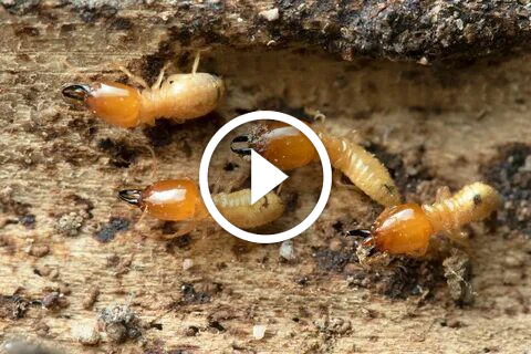 دليلك النهائي لـ مكافحة الأرضة: طرق آمنة ومضمونة النتائج