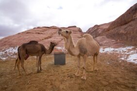 المنحة السعودية لدراسات الإبل: رؤية لتمكين الإبل عالميًا