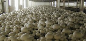 زراعة المشروم: مستقبل الغذاء الصحي والاقتصادي