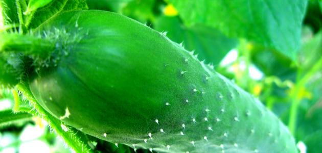 الفقوس (القثاء): أكثر من مجرد خضار، إليك فوائده الصحية الكاملة