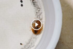 خطوة بخطوة: ضمان القضاء على بق الفراش وحماية بيتك