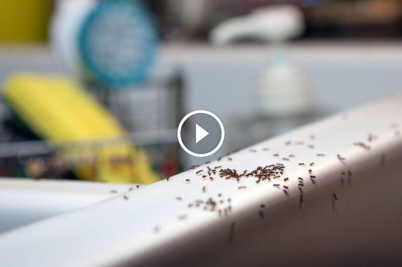 حلول مبتكرة لمكافحة النمل في الحمام والحفاظ على نظافته