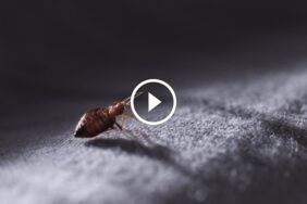 وداعاً لبق الفراش: دليل متكامل لاكتشافه والتعامل معه بجدية