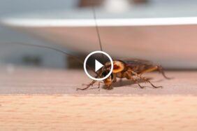 حلول جذرية لـ مكافحة الصراصير: متى تستدعي الخبراء؟