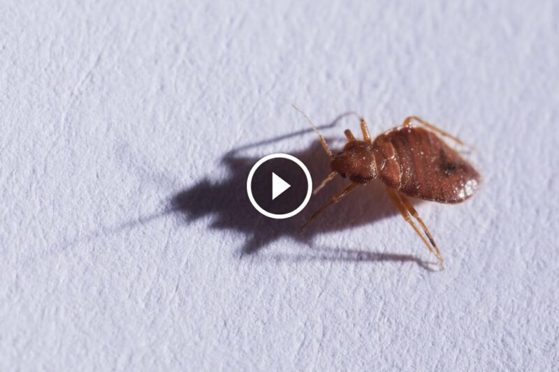 الحل النهائي: طرق التخلص من البق واستعادة راحة نومك