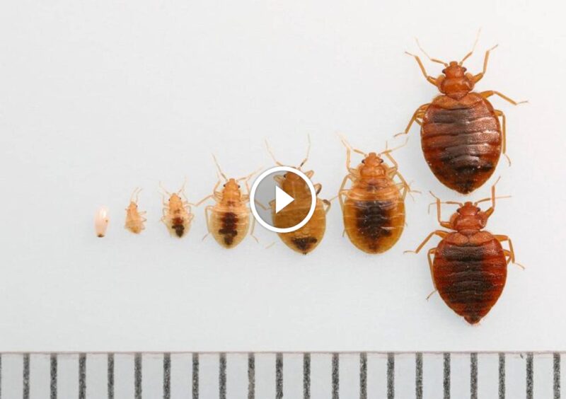 بق الفراش: لماذا يصعب القضاء عليه وما هي أفضل الحلول؟