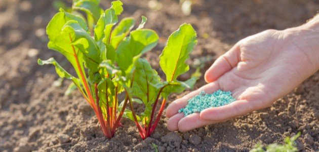 مستقبل الزراعة: دور الأسمدة الزراعية في تلبية احتياجات الغذاء