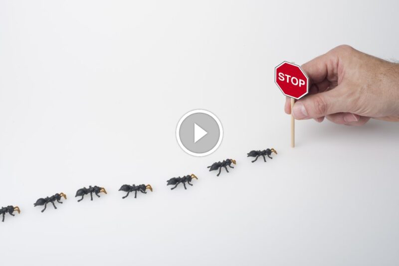 هل تعاني من النمل؟ إليك الحلول النهائية لـ التخلص من النمل