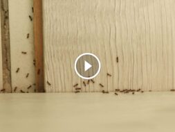 معايير الجودة الجديدة: ضمان استرداد المبلغ في مكافحة الآفات