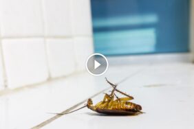 مكافحة الصراصير المستدامة: منع عودتها بحلول صديقة للبيئة