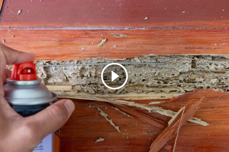 مكافحة النمل الأبيض في السعودية: أفضل الشركات والأساليب المعتمدة