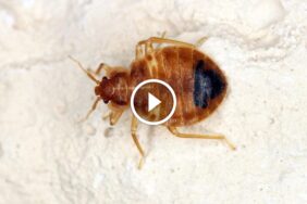 من البقع إلى اللدغات: علامات بق الفراش وكيفية مكافحة بق الفراش