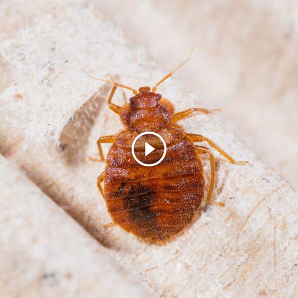 بق الفراش: هل يمكن التخلص منه؟ اكتشف الحلول الفعالة