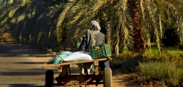 مستقبل الزراعة في مصر: حلول مبتكرة واستدامة