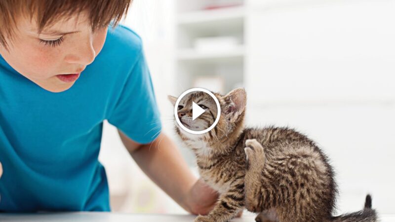 الحماية الكاملة: برنامج مكافحة براغيث القطط خطوة بخطوة