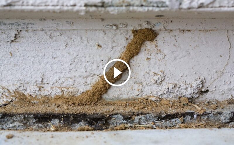 أسرار القضاء على النمل الأبيض في المنازل: حلول نهائية ومضمونة