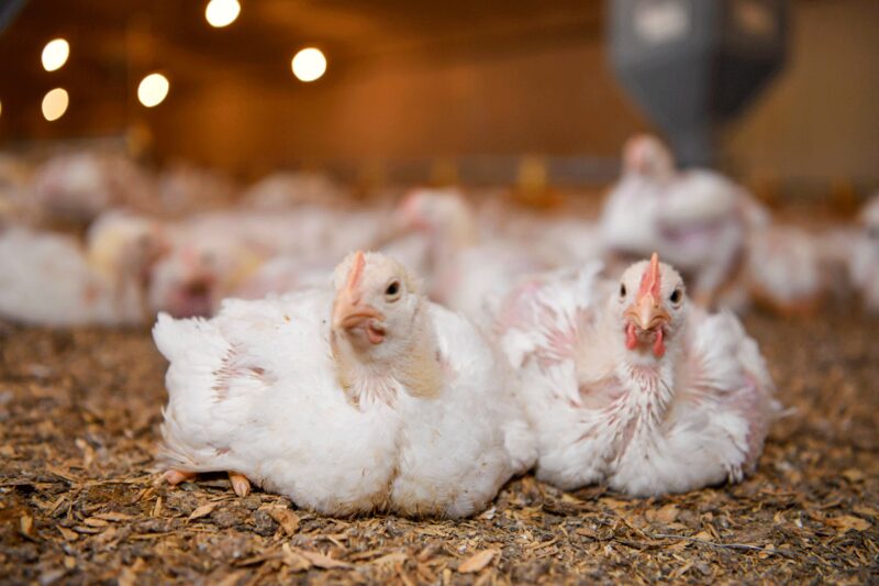 مستقبل مشرق: خطط التوسع في قطاع الدواجن السعودي