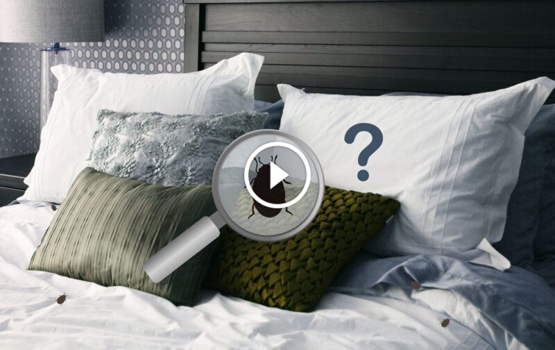 ليس فقط النظافة: أسباب ظهور حشرة البق في المنزل وحلول الخبراء