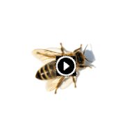 حماية عالم النحل: نصائح للحفاظ على هذه الكائنات الحيوية