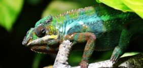 كل ما تريد معرفته عن تأويل رؤية الحرباء في المنام