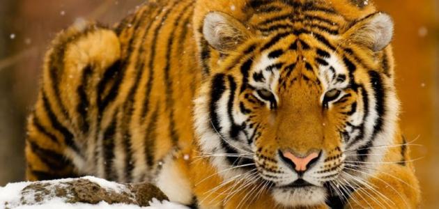 رحلة في تأويل رؤية النمر في المنام: من العصور القديمة إلى العصر الحديث