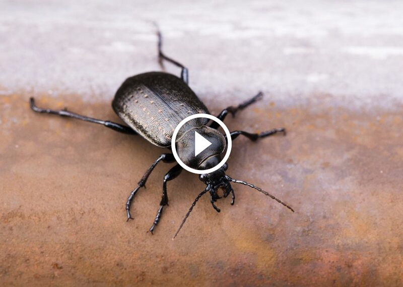 مكافحة الخنافس السوداء بنجاح: استراتيجيات طبيعية ومجربة