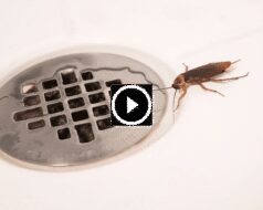 حلول مبتكرة لمكافحة الصراصير في المجاري ومنع عودتها