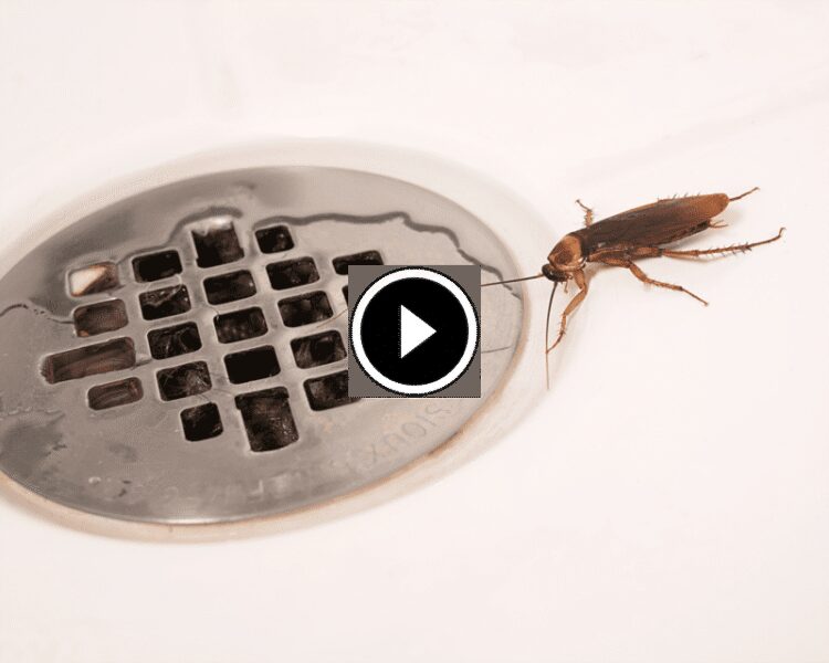 حلول مبتكرة لمكافحة الصراصير في المجاري ومنع عودتها