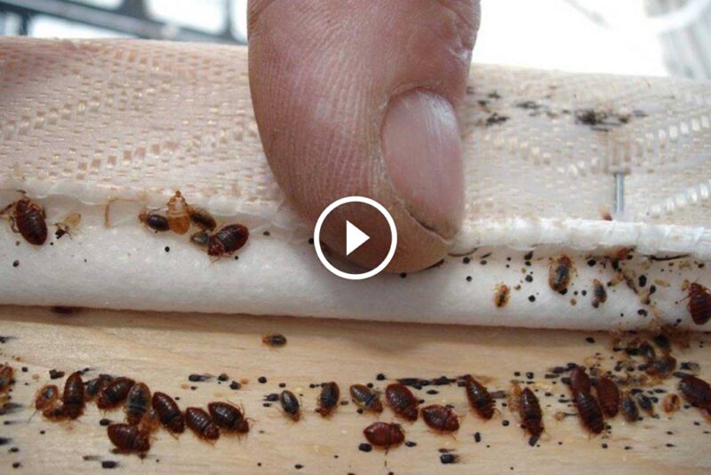 استكشاف مؤشرات وجود بق الفراش: نصائح للتعامل الفعال