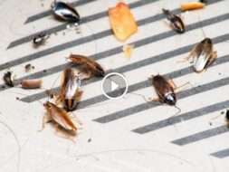 خيارات آمنة وفعالة لـ مكافحة صراصير المطبخ في منزلك