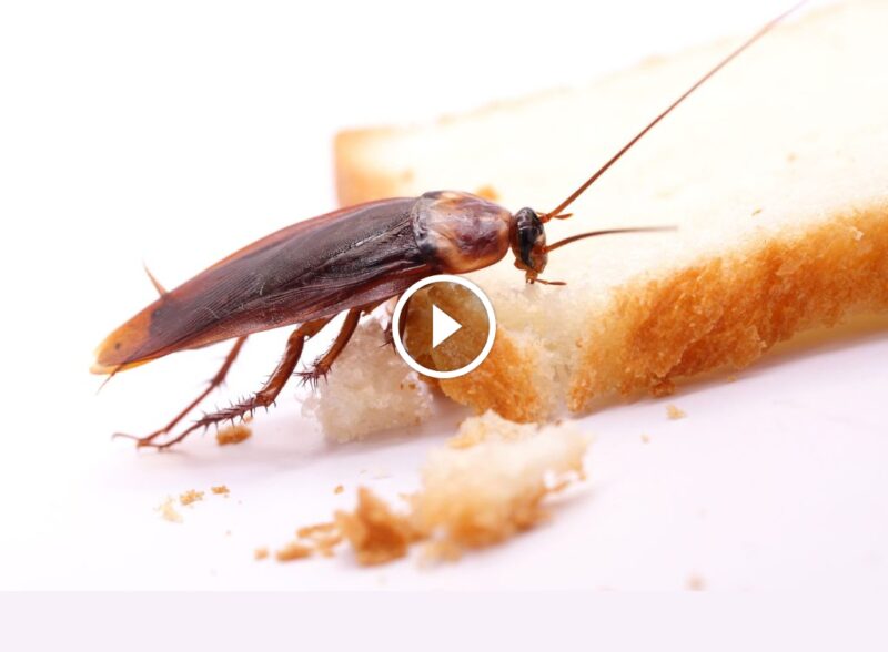 الرضا التام: فلسفة ضمان رضا العميل في خدمات مكافحة الآفات