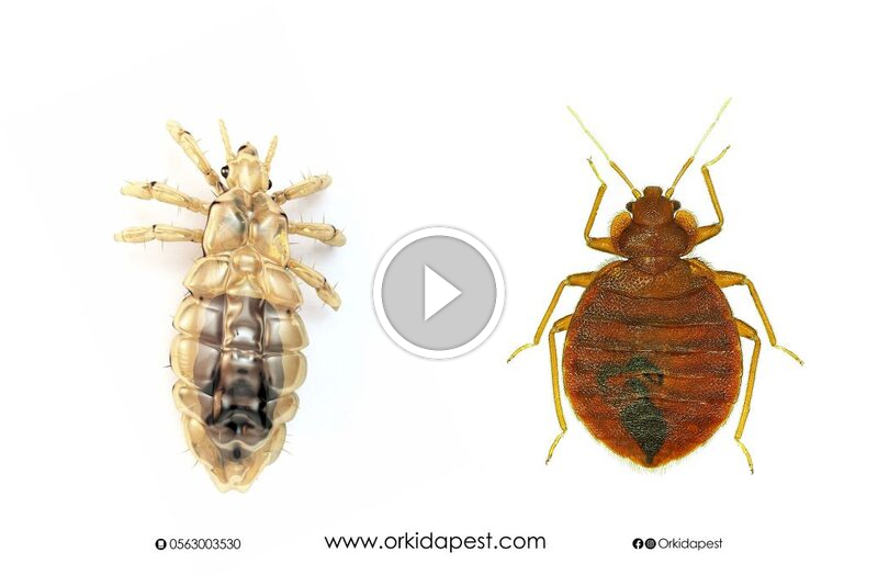 الدليل النهائي: استيعاب الفرق بين بق الفراش والقمل لراحة بال دائمة