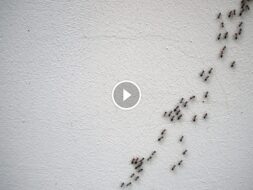 مكافحة النمل الأسود الصغير في المنزل: استراتيجيات شاملة وفعالة