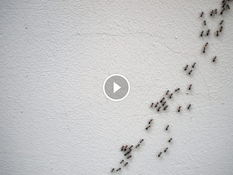 مكافحة النمل الأسود الصغير في المنزل: استراتيجيات شاملة وفعالة