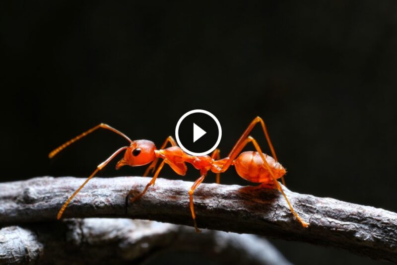سر القضاء على النمل الأحمر الصغير في البيت: حلول منزلية ومتخصصة
