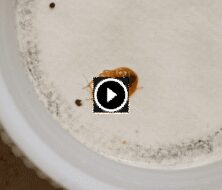 مكافحة البق بالأعشاب: نصائح عملية للتخلص من الحشرات المزعجة