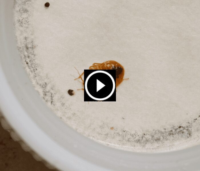 مكافحة البق بالأعشاب: نصائح عملية للتخلص من الحشرات المزعجة