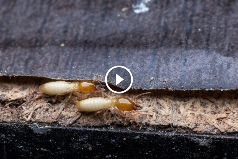 أفضل 10 طرق لـ مكافحة النمل الأبيض الطبيعية وفعاليتها