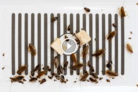 منزلك خالٍ من الصراصير: استراتيجيات التخلص من الصراصير المنزلية