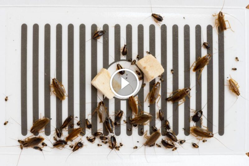 منزلك خالٍ من الصراصير: استراتيجيات التخلص من الصراصير المنزلية