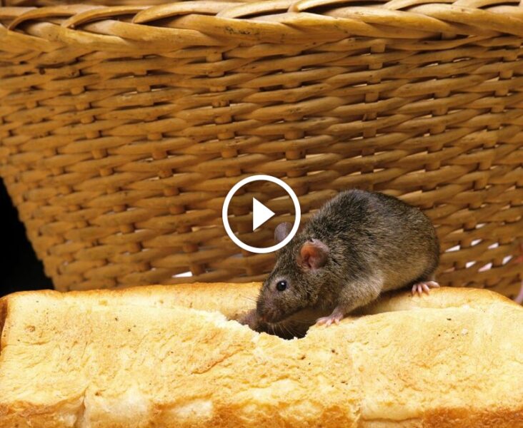 الفئران في منزلك؟ إليك أفضل طرق طرد الفئران المبتكرة والحديثة