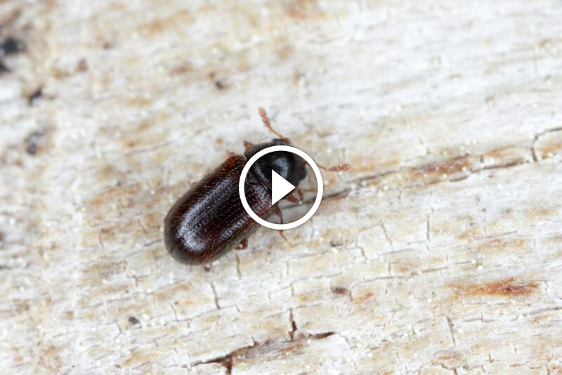 نحو ولاء دائم: كيف يرسخ ضمان الرضا الكامل علاقات قوية؟